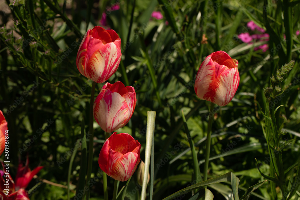 Fototapeta premium tulipani rossi e bianchi nel prato del giardino a primavera