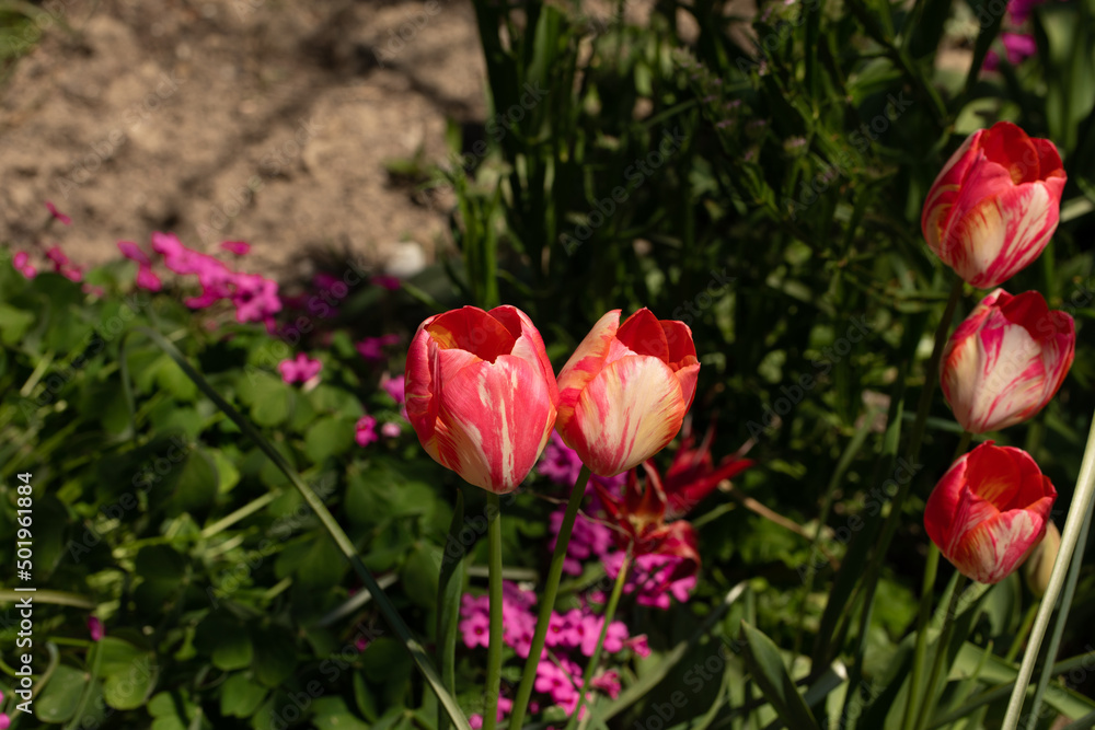 tulipani rossi e bianchi nel prato del giardino a primavera tulipani rossi e bianchi nel prato del giardino a primavera