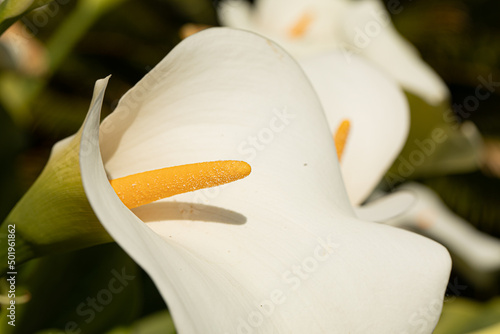 fiori di calla bianchi nel prato del giardino a primavera photo