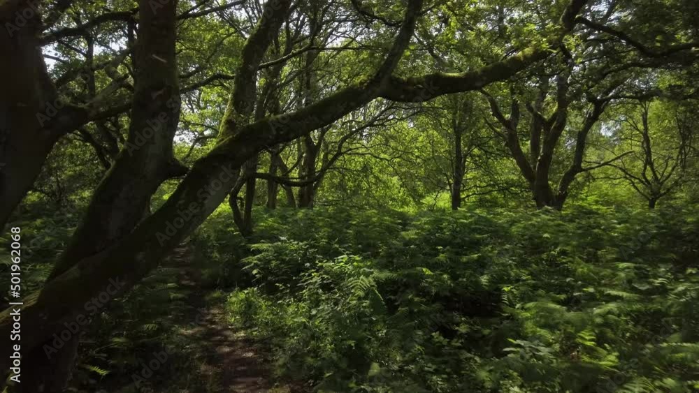 The path through the woods. Finding the way in the forest. Flashing sun flares The path through the woods. Finding the way in the forest. Flashing sun flares