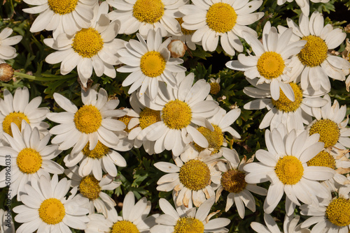 fiori di camomilla appena fioriti nel prato del giardino a primavera