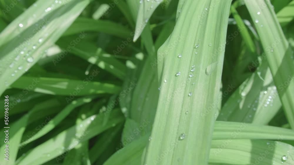 Slight Wind Moving Slender Palm Lily Leaves Which Have Water Drops On Them Slight Wind Moving Slender Palm Lily Leaves Which Have Water Drops On Them