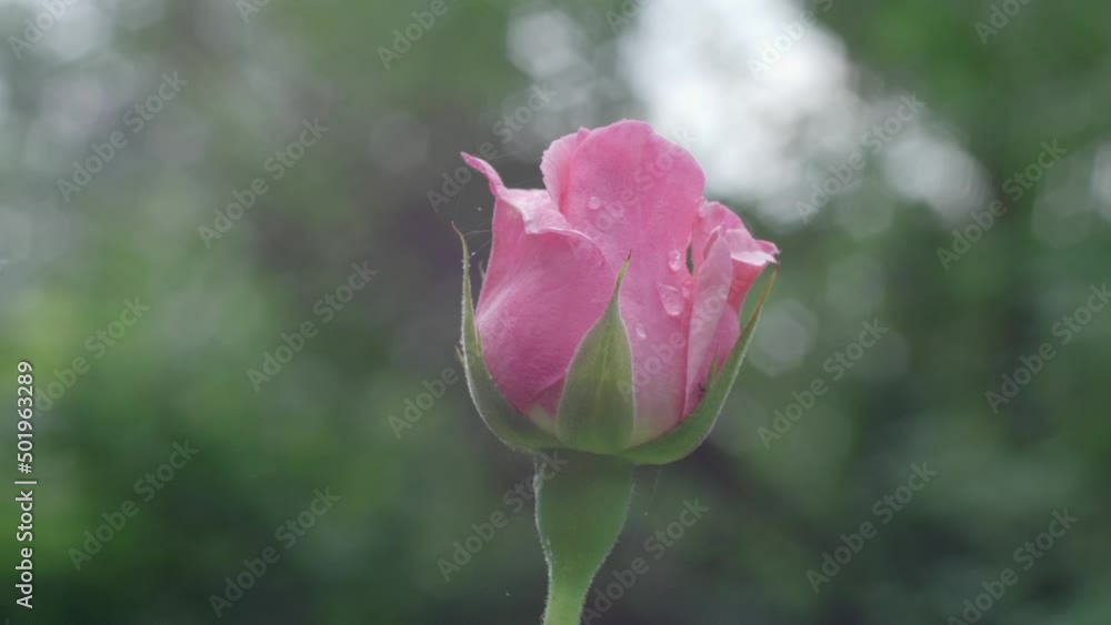 Single Pink Rose Bud With Dew Drops, Isolated, Slow Motion Single Pink Rose Bud With Dew Drops, Isolated, Slow Motion