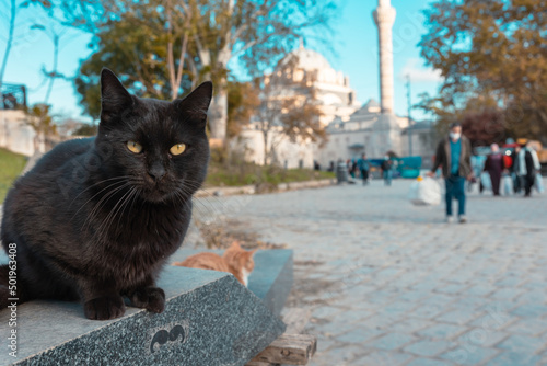 Canvas Print Portrait of a black stray cat in Beyazit Square in Istanbul