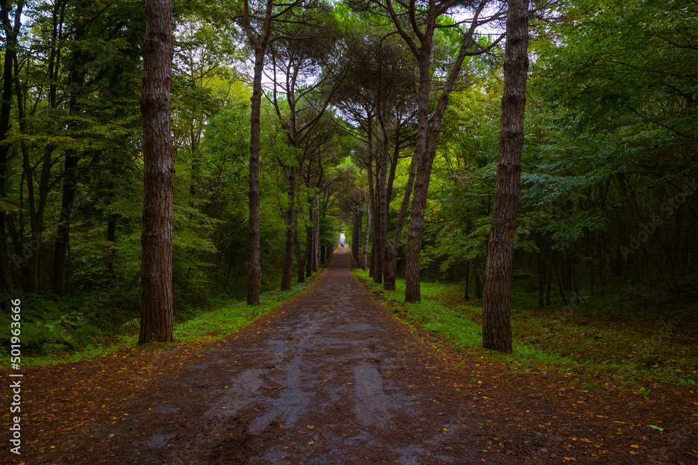 Road in the forest at autumn. Pine forest with wet road.