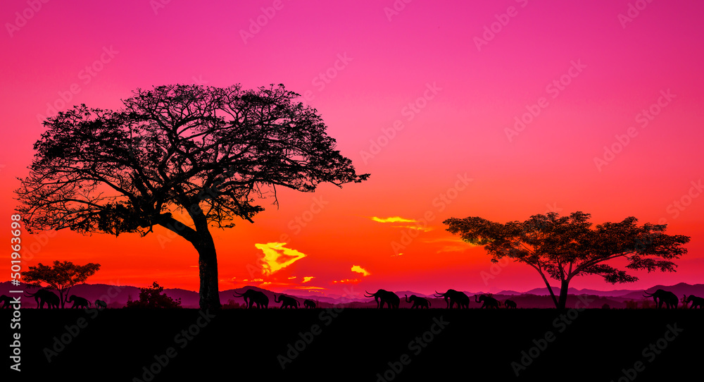 safari panoramic view, tree silhouette in africa with sunset, sunset dark trees on open field , amazing safari theme. safari panoramic view, tree silhouette in africa with sunset, sunset dark trees on open field , amazing safari theme.
