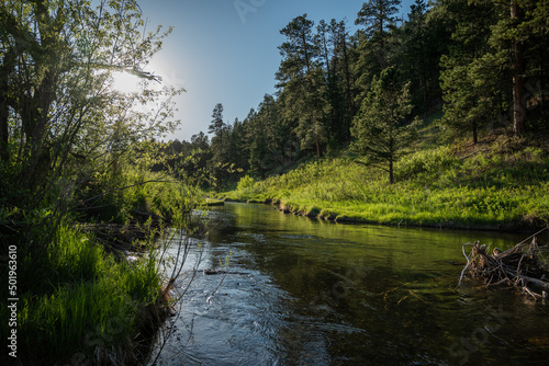 creek in the woods 