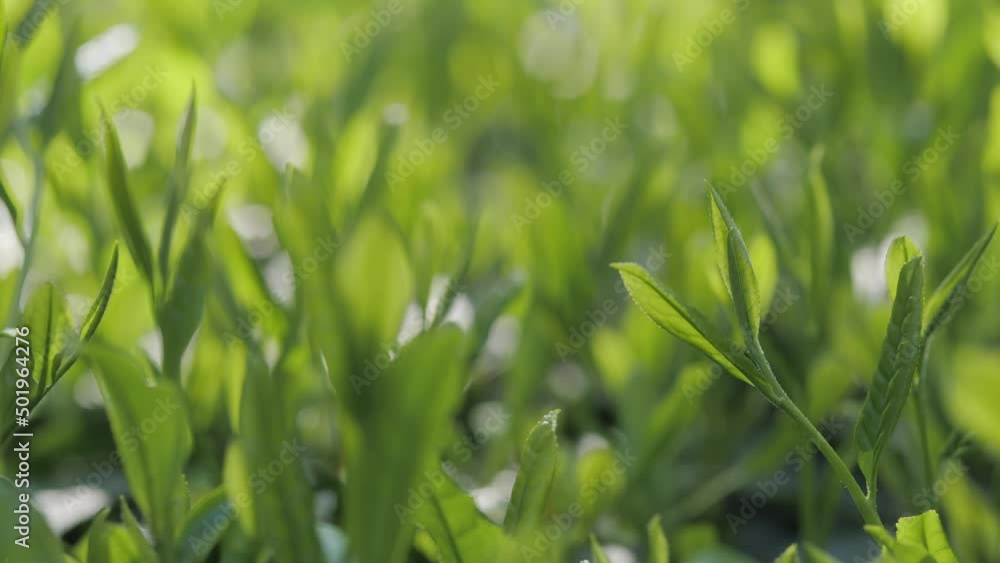 茶葉・茶畑 茶葉・茶畑