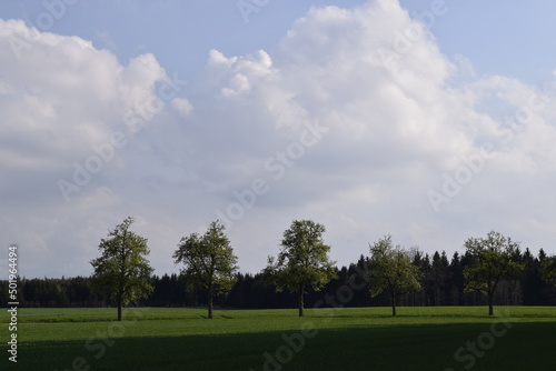 Five trees in the green landscape