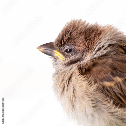 Close up of a sparrow on chair