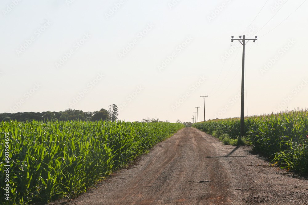 Road with corn plantation