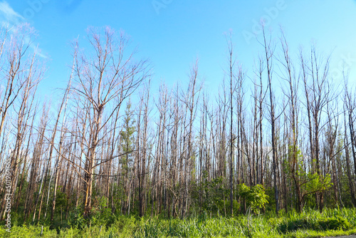 large dry eucalyptus plantation