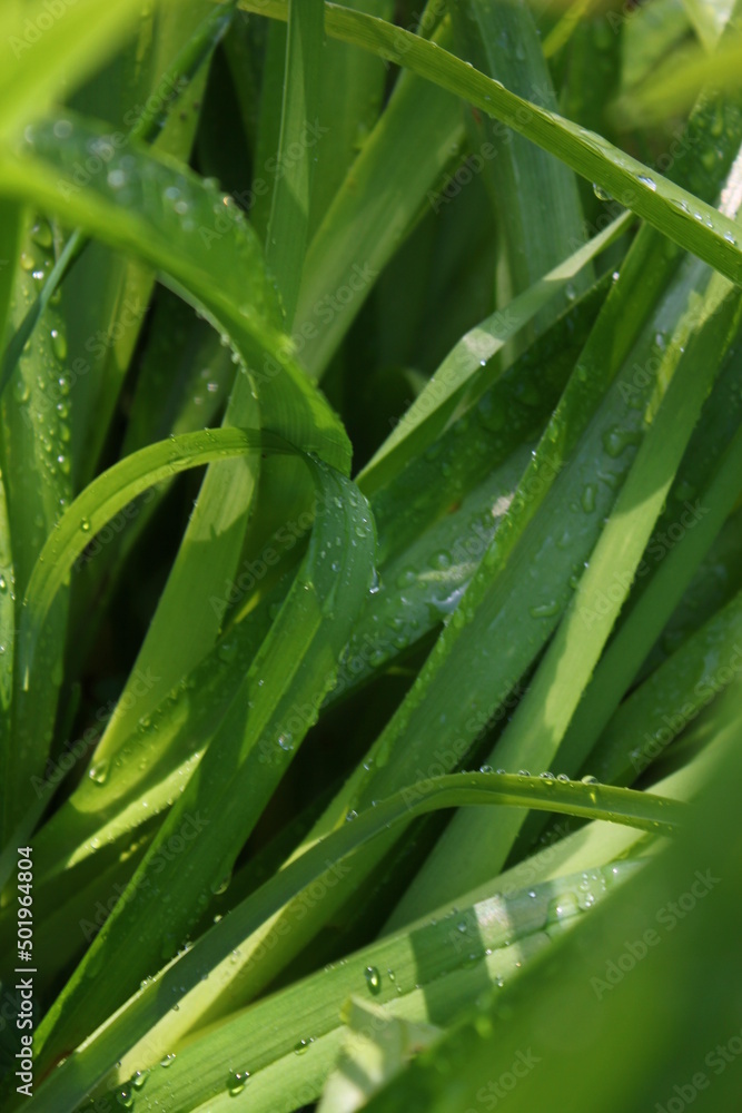 Clear raindrops on fresh green leaves after the rain, the sun shines in the morning. Clear raindrops on fresh green leaves after the rain, the sun shines in the morning.