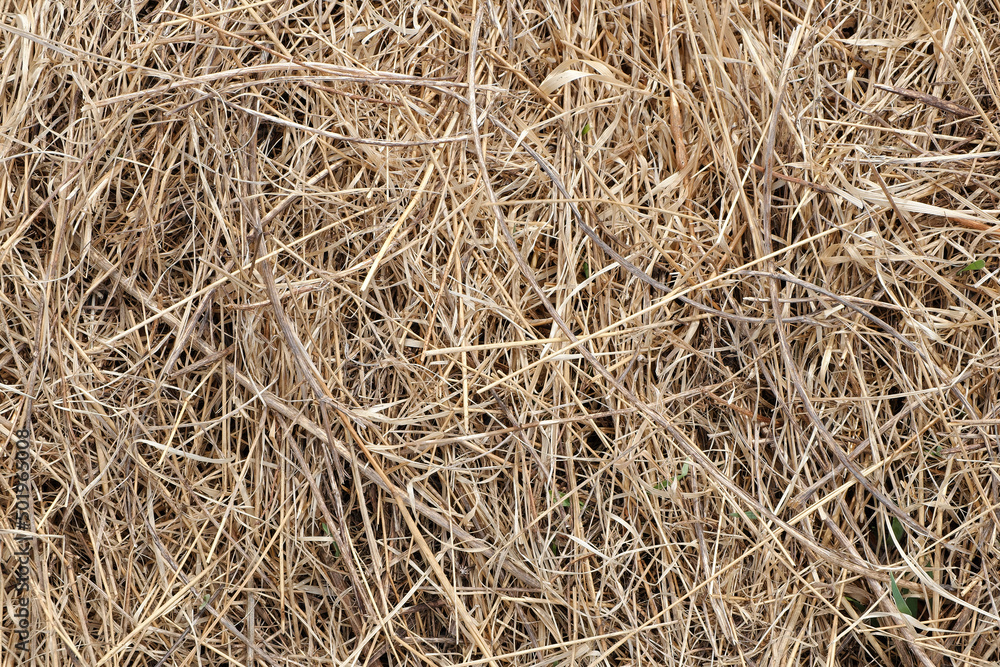 The texture of yellowed, dried, last year's grass with new greenery breaking through.