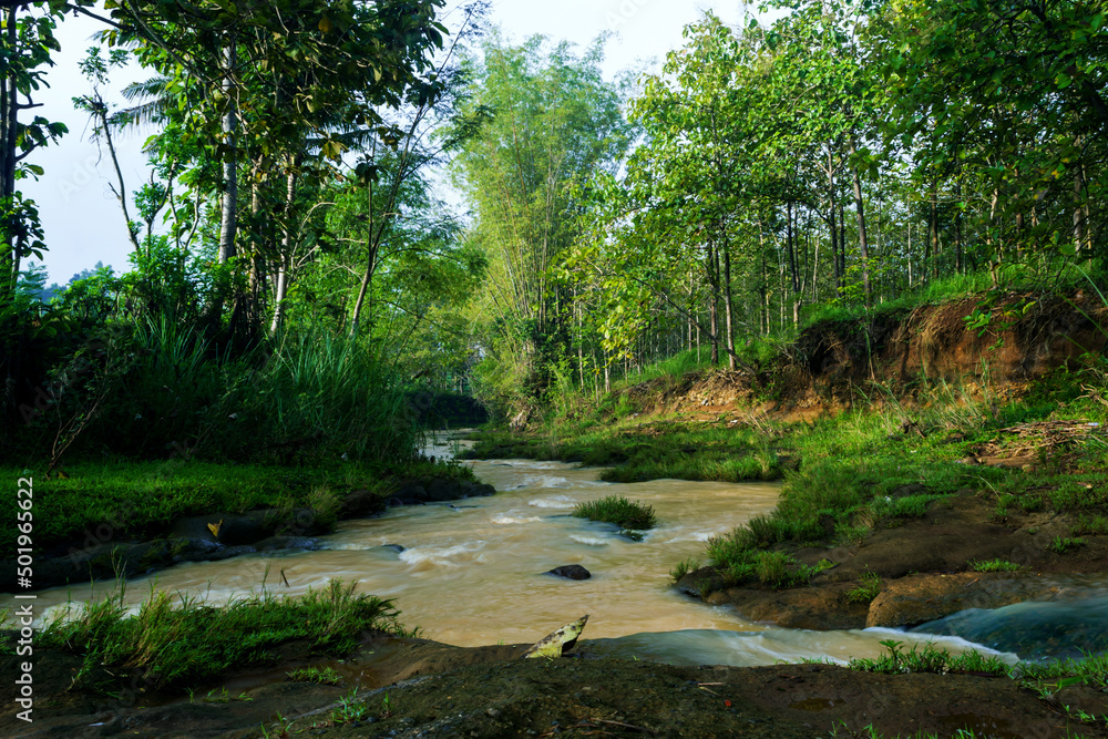 River in the forest River in the forest