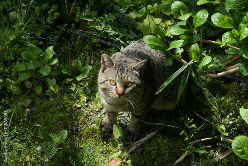 草むらにいる猫