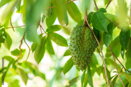 Soursop fruit Annona muricata L. Fruit shaped like durian.