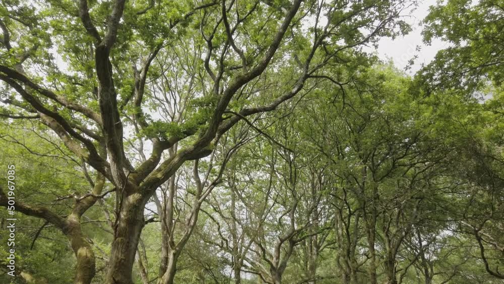 A deciduous forest, Tilt up from ferns on the forest floor to treetops A deciduous forest, Tilt up from ferns on the forest floor to treetops