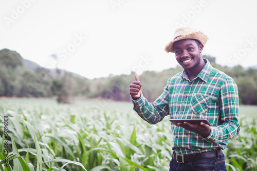 African Farmer with hat using tablet in the organic corn plantation field.Agriculture or cultivation concept