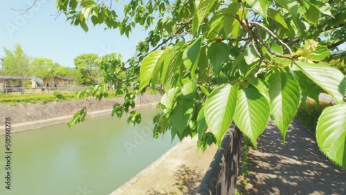 Fresh landscape of a river and leaves blowing in wind in summer,   Lake Biwa Canal in Kyoto in Japan, Slow motion footage photo