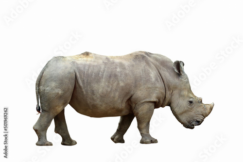 Formidable of rhinoceros isolated on white background.