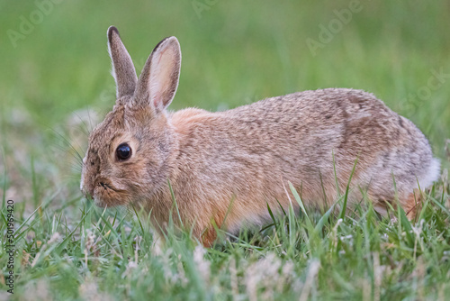 A wild bunny eating grass in a yard in suburban Colorado.