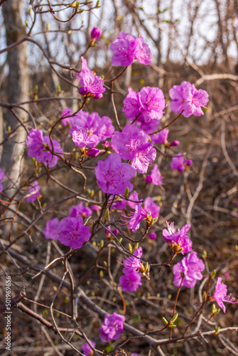 Rhododéndron. Rhododéndron flowers and blue sky. Spring.