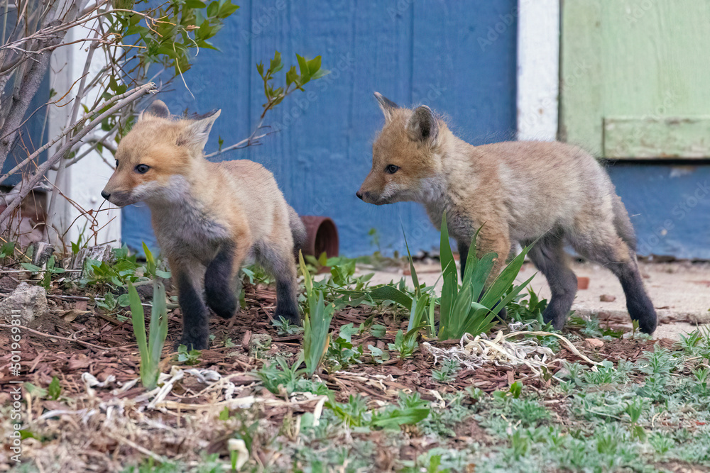 A litter of wild fox pups playing together outside their den in suburban Colorado. A litter of wild fox pups playing together outside their den in suburban Colorado.