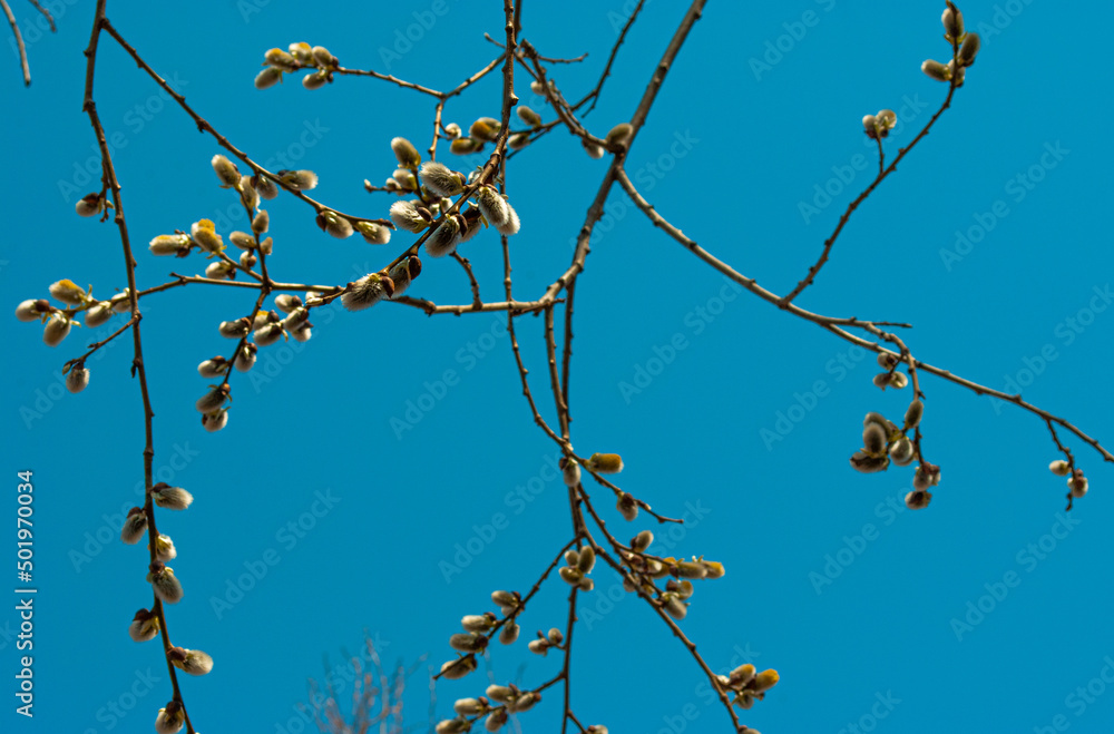 Willow against the blue sky. Spring. Willow against the blue sky. Spring.
