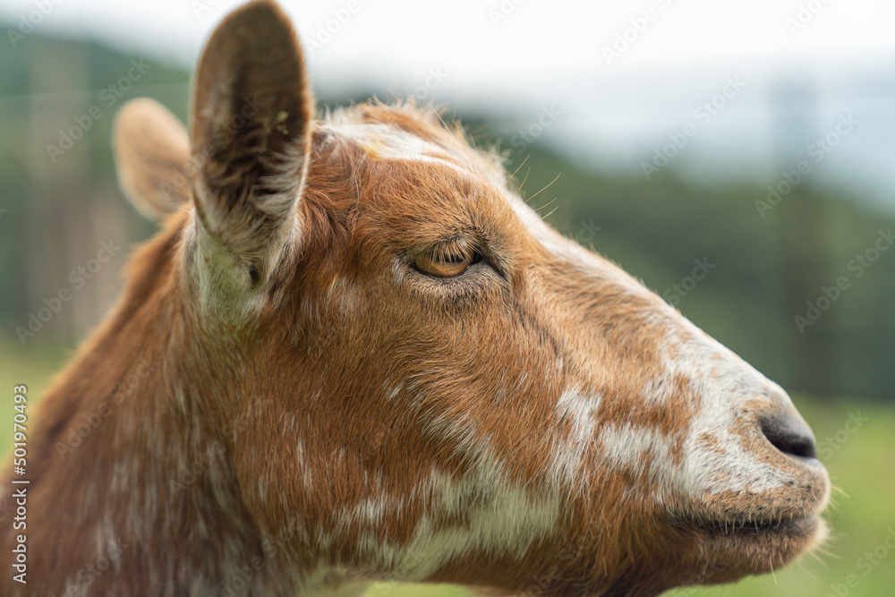 Fototapeta premium ヤギ 家畜 放牧 牧場 自然