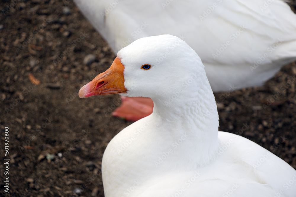 Beautiful white goose in profile close-up. Orange beak. Beautiful white goose in profile close-up. Orange beak.