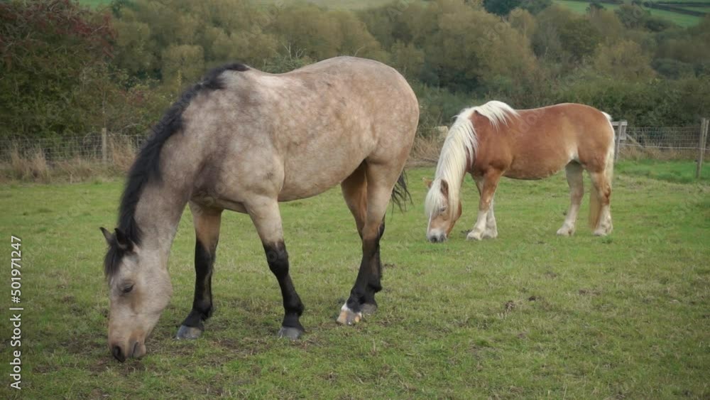 Slow motion. Dun and Palomino ponies grazing and bothered by flies Slow motion. Dun and Palomino ponies grazing and bothered by flies