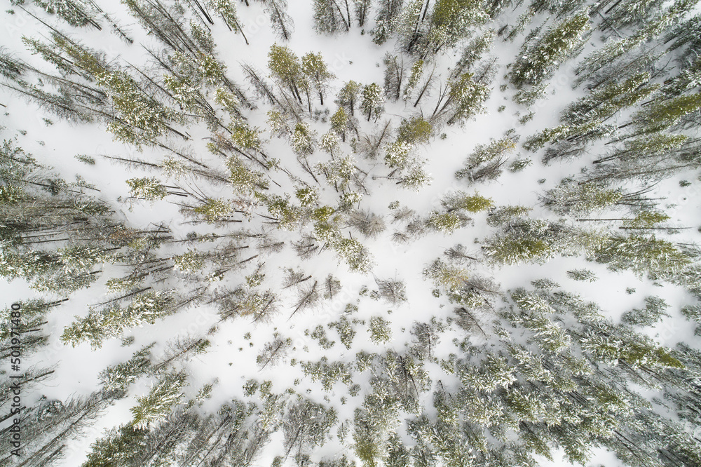 Trees covered in snow during winter Trees covered in snow during winter