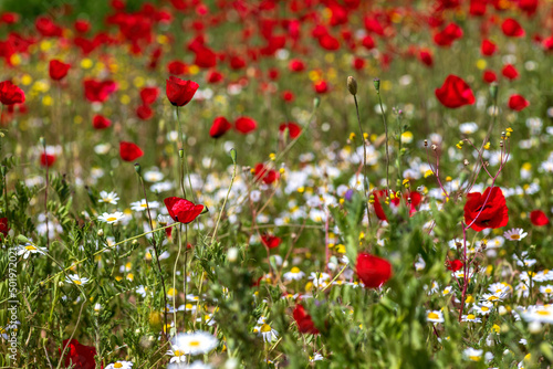 View of a meadow with red poppies and white daisies.