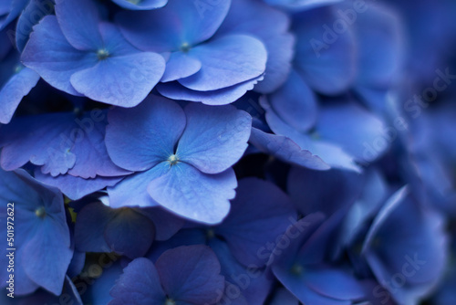 Floral background. Blue hydrangea, a close-up of a flower © Alexa
