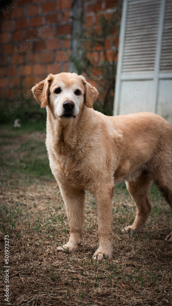 golden retriever dog golden retriever dog