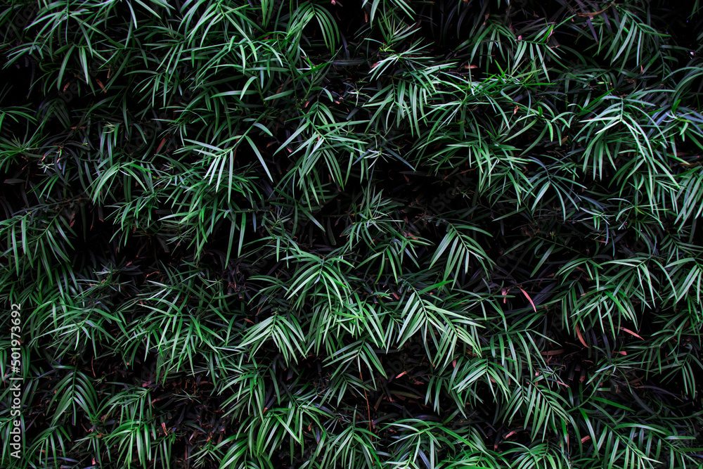 Green bamboo leaves use as natural background