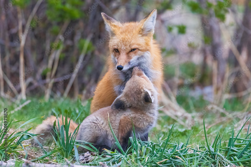 A wild female fox nurses her young fox pups in the suburbs of Colorado.