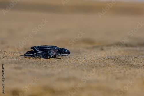 Tortuga laúd caminando hacia el mar