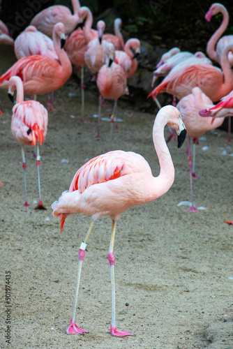 Several pink birds flamingos are walking along the sand. Big birds.