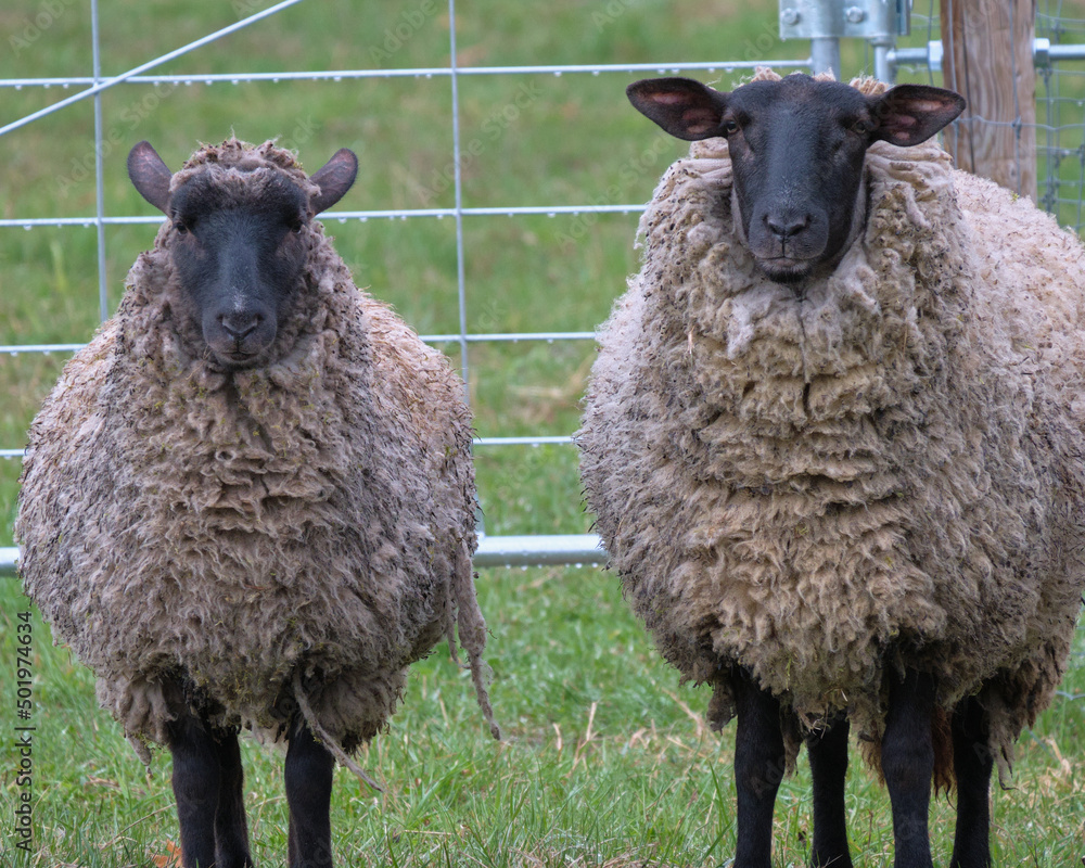 Obraz premium サフォーク種の二頭の羊(Two Suffolk sheep)