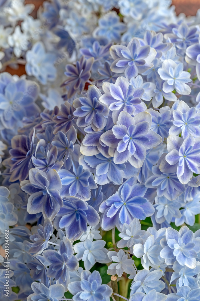 'Mangekyo' or Kaleidoscope Hydrangea from Shimane Prefecture, Japan. The hue in center of the petals becomes gradually lighter toward the periphery, and flowers overlap creating a Kaleidoscope effect 'Mangekyo' or Kaleidoscope Hydrangea from Shimane Prefecture, Japan. The hue in center of the petals becomes gradually lighter toward the periphery, and flowers overlap creating a Kaleidoscope effect