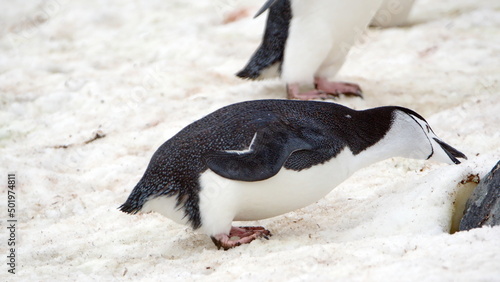 Chinstrap penguin  Pygoscelis antarcticus  in the snow on Half Moon Island  Antarctica