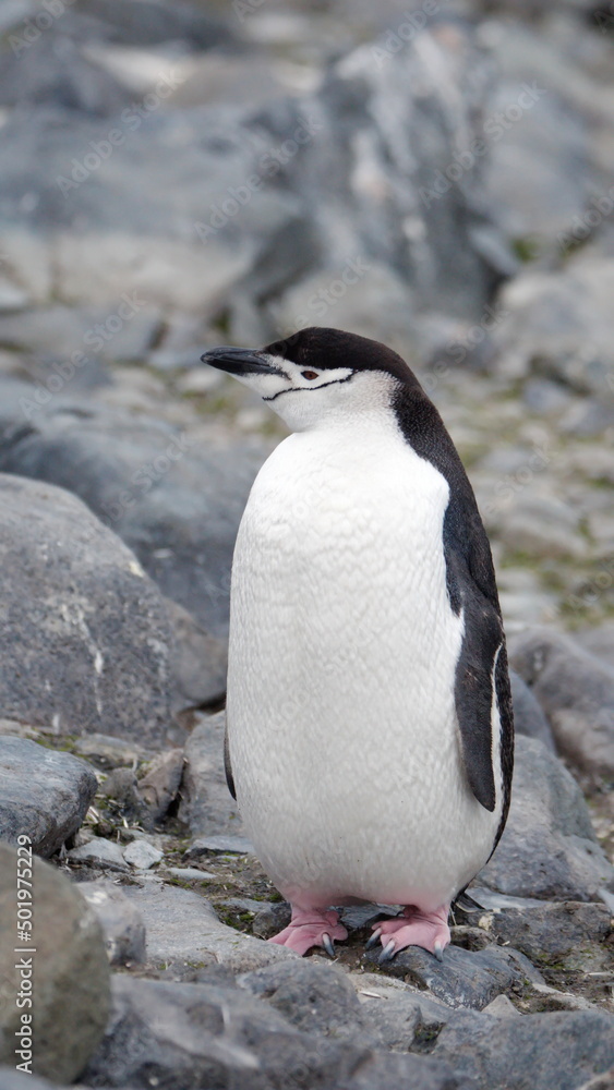Naklejka premium Chinstrap penguin (Pygoscelis antarcticus) on Half Moon Island, Antarctica