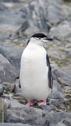 Chinstrap penguin (Pygoscelis antarcticus) on Half Moon Island, Antarctica