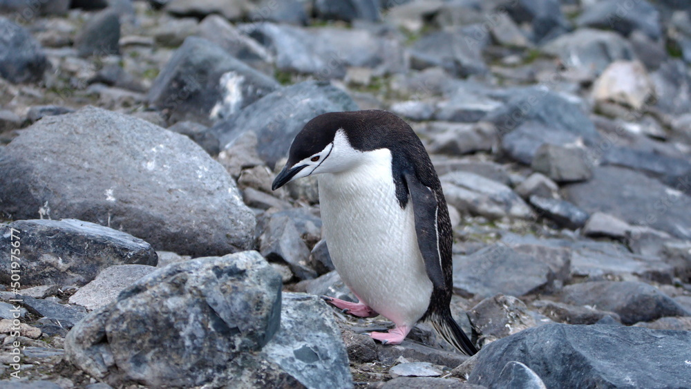 Naklejka premium Chinstrap penguin (Pygoscelis antarcticus) walking on the rocks on Half Moon Island, Antarctica