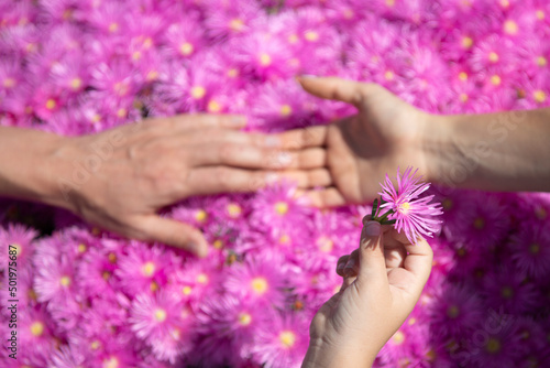Parents and kid hands together at pink asters flowers. Top view. Family day.