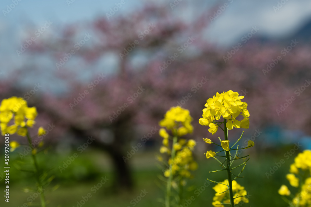 Obraz premium 鮮やかさのピークを越え 受粉も済み おいしい川中島白桃の結実に向かう桃の花と菜の花