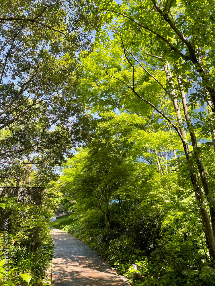 Fototapeta premium Spring time fresh green woods in the center of Tokyo metropolitan
