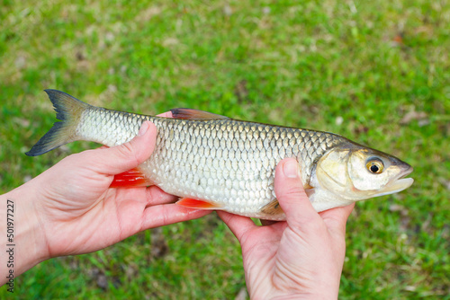 Fresh river fish chub, blured background photo